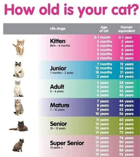 Your Cat In Human Years The Animal Health Foundation The Animal 