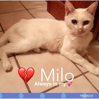 Milo