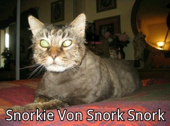 Snorkle